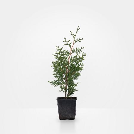 Thuja occidentalis 'Brabant' - Brabant tuja 0,5 liter