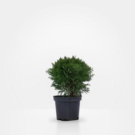 Thuja occidentalis 'Danica' - Trpe gmbtuja 0,5 liter