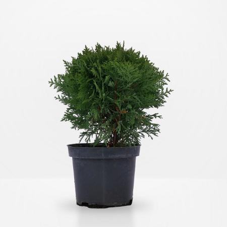 Thuja occidentalis 'Danica' - Trpe gmbtuja 5 liter