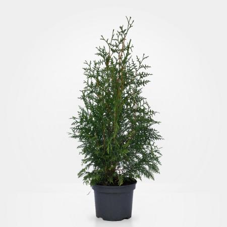 Thuja occidentalis 'Brabant' - Brabant tuja 4 liter