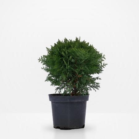 Thuja occidentalis 'Danica' - Trpe gmbtuja 2 liter
