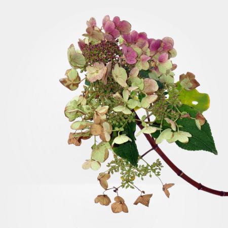 Hydrangea paniculata 'Wim's Red' - Bugs hortenzia 5 liter