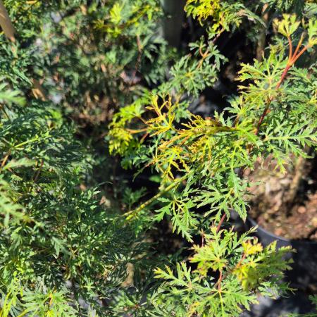 Acer palmatum 'Emerald Lace' – Jap�n juhar 2 liter