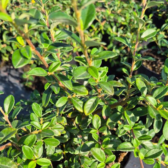 Cotoneaster dammeri 'Skogholm' - Sv�d mad�rbirs 2 liter
