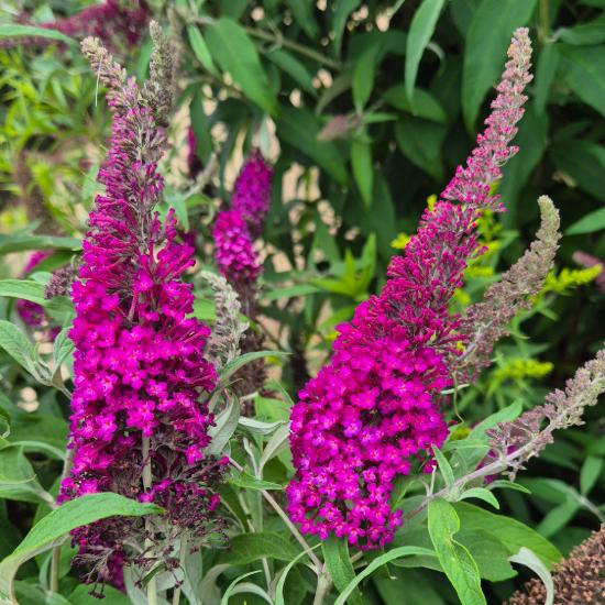 Buddleia davidii 'Royal Red' - B�borlila ny�riorgona 2 liter
