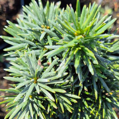 Taxus baccata 'Fastigiata Robusta' – Oszlopos tiszafa 10 liter