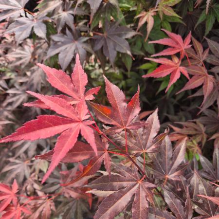 Acer palmatum 'Atropurpureum' - Sttvrs japn juhar 5 liter
