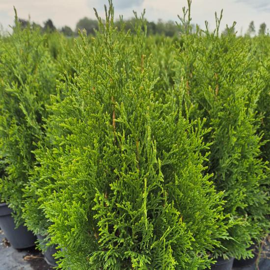 Thuja occidentalis 'Smaragd' - Smaragd tuja 2 liter
