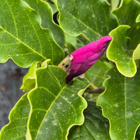 Magnolia 'Rickii' - Nagyvirg liliomfa	5 liter