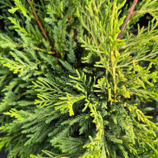 Juniperus chinensis 'Goldstar' - Aranys�rga ter�l� bor�ka 2 liter