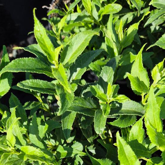 Deutzia gracilis 'Nikko' - T�rpe gy�ngyvir�gcserje 4 liter