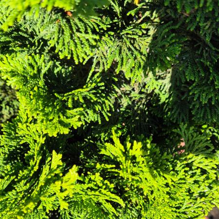 Chamaecyparis obtusa 'Nana Gracilis' - Hinoki lciprus 12 liter (magastrzsn)