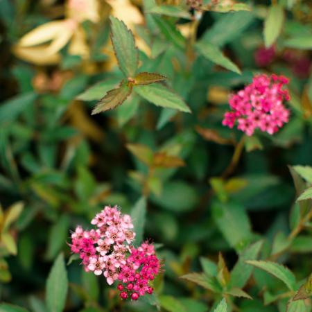 Spiraea japonica 'Anthony Waterer' - Japn gyngyvessz 2 liter