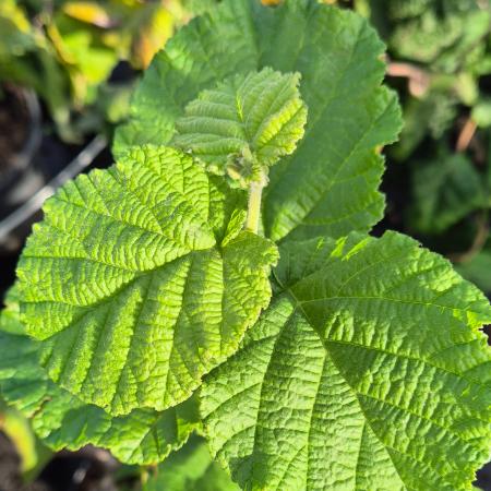 Corylus avellana 'Contorta' - Csavart mogyor 7,5 liter