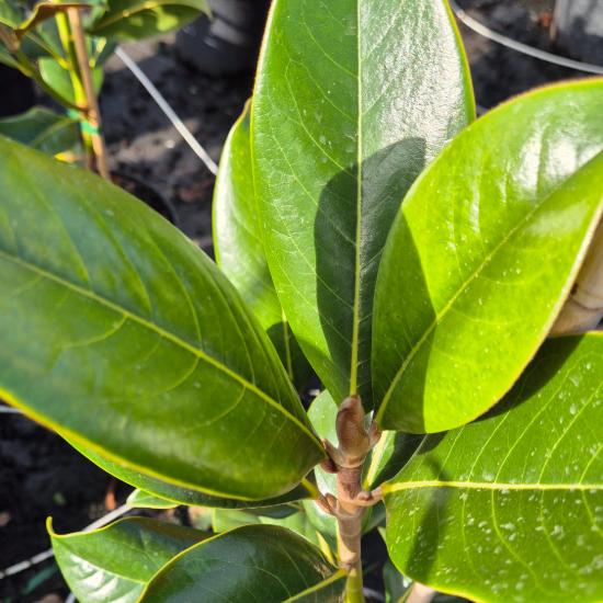 Magnolia grandiflora 'Little Gem' – �r�kz�ld nagyvir�g� liliomfa 5 liter