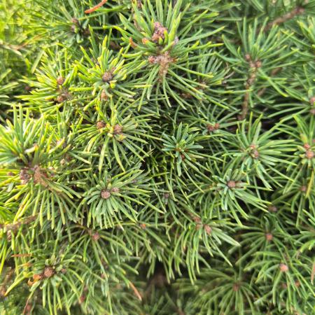 Picea glauca 'Conica' - Cukorsveg fenyõ 5 liter