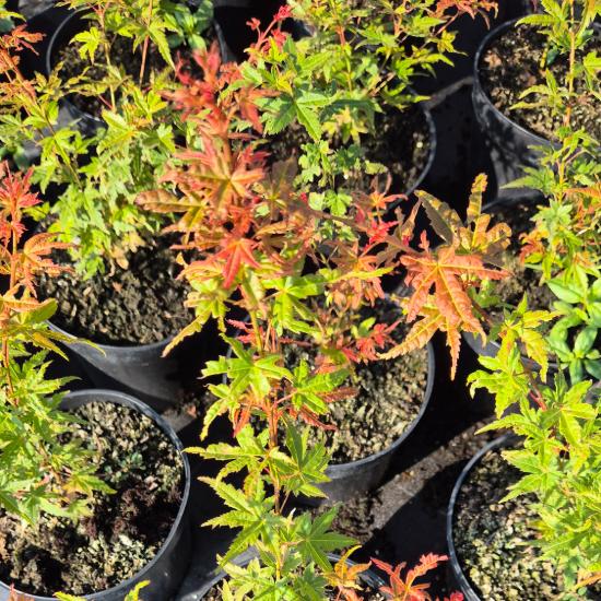 Acer palmatum 'Phoenix' - Jap�n juhar Phoenix 5 liter