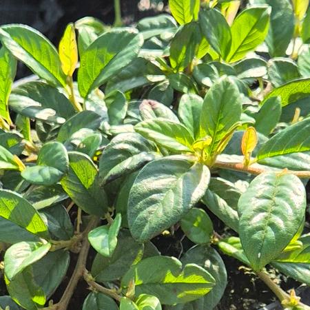 Cotoneaster hybrid 'Bella' - Sznyegmadrbirs 2 liter