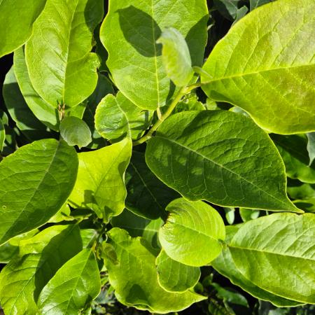 Magnolia x soulangeana - Liliomfa 4 liter