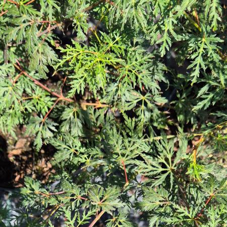 Acer palmatum 'Emerald Lace' – Japn juhar 5 liter
