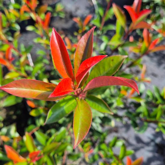Photinia x fraseri 'Carre Rouge' - Korallberkenye 2 liter