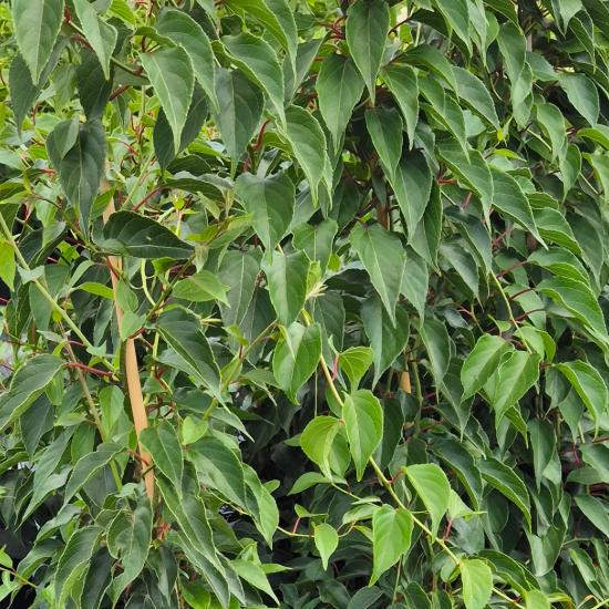 Actinidia arguta - Kopasz kivi 4 liter