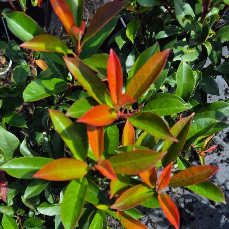 Photinia x fraseri 'Carre Rouge' - Korallberkenye 10 liter