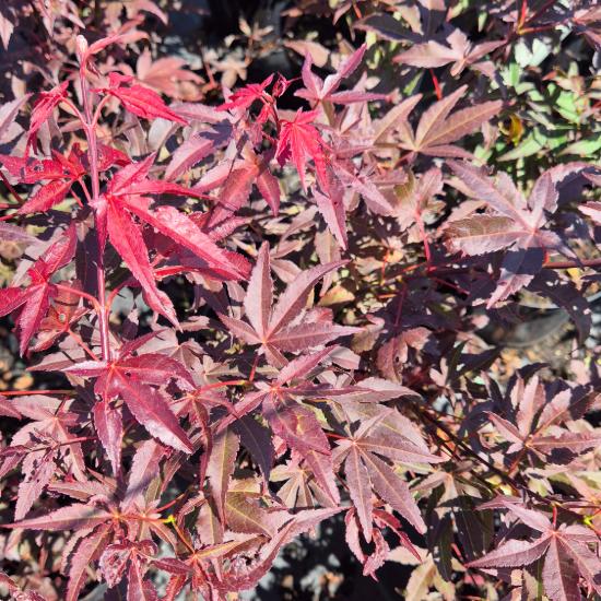 Acer palmatum 'Atropurpureum' - S�t�tv�r�s jap�n juhar 2 liter