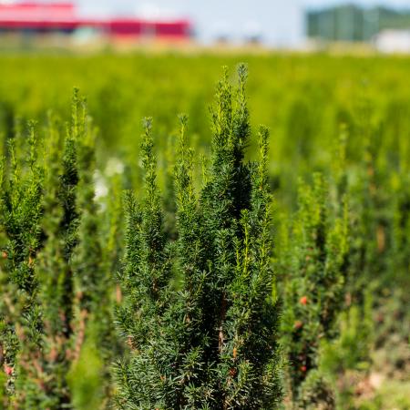 Taxus media 'Hicksii' - Oszlopos tiszafa (terms) 60/80 cm