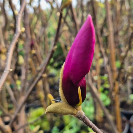 Magnolia 'Spectrum' – Liliomfa 5 liter