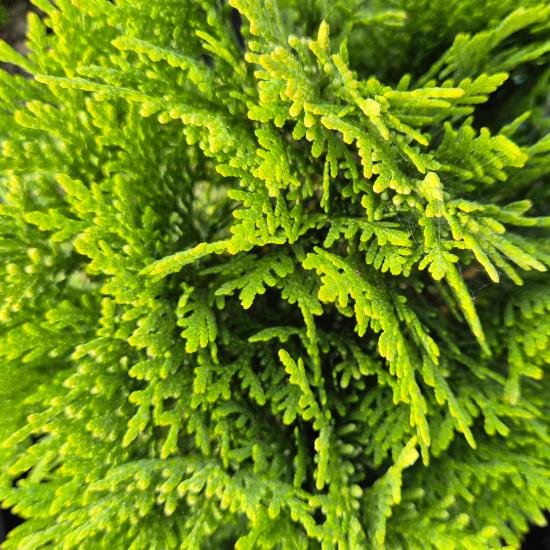Thuja occidentalis ‘Danica Gold’ - Aranys�rga lomb� t�rpe tuja 2 liter