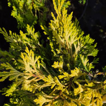 Cupressocyparis leylandii 'Gold Rider' - Arany Leyland ciprus 2 liter