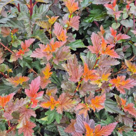 Physocarpus opulifolius 'Andre' – Bangitalevel hlyagvessz 5 liter