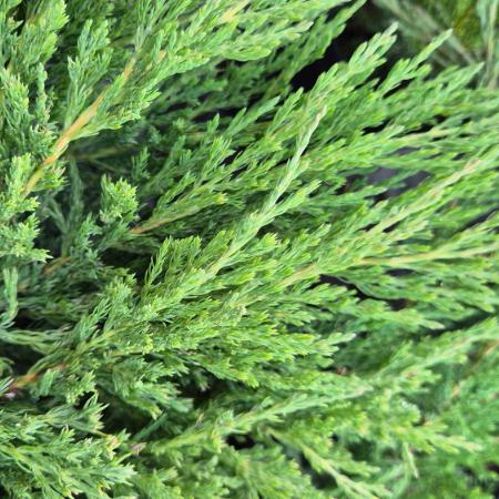 Juniperus horizontalis 'Andorra Compacta' - Terlõ henye borka 2 liter