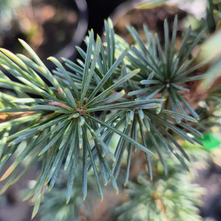 Cedrus atlantica 'Glauca'-Kk atlasz cdrus 5 liter