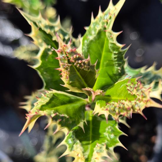 Ilex aquifolium 'Ferox Argentea' - Ez�st�s, t�sk�s magyal 2 liter