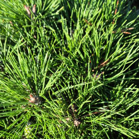 Pinus nigra 'Brepo' – Feketefeny (magastrzsn)