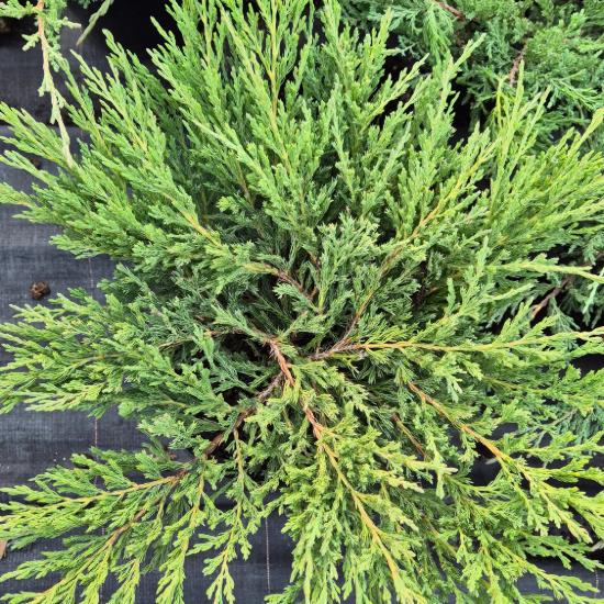 Juniperus horizontalis 'Andorra Compact' - Ter�lõ henye bor�ka 0,5 liter