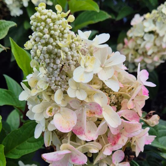Hydrangea paniculata Pinky Winky - Bug�s hortenzia Pinky Winky 4 liter