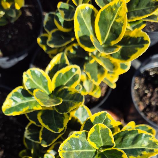 Euonymus japonicus 'Bravo' – Tarka jap�n kecsker�g� 2 liter 
