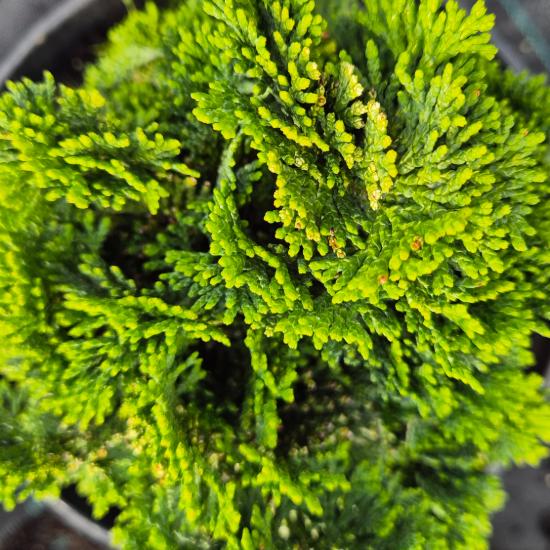 Chamaecyparis obtusa 'Nana Gracilis' - Hinoki �lciprus 12 liter (magast�rzs�n)