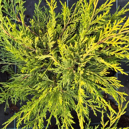 Juniperus x.media 'Old Gold' - arany terl borka 2 liter