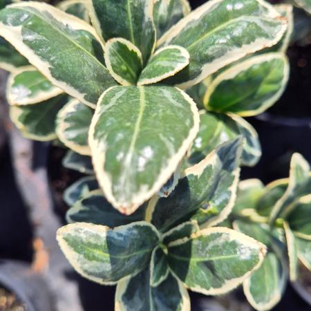 Euonymus japonicus 'Bravo' – Tarka japn kecskerg 2 liter 