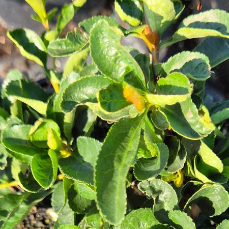Chaenomeles x superba 'Orange Trail' - Japn Dszbirs 2 liter