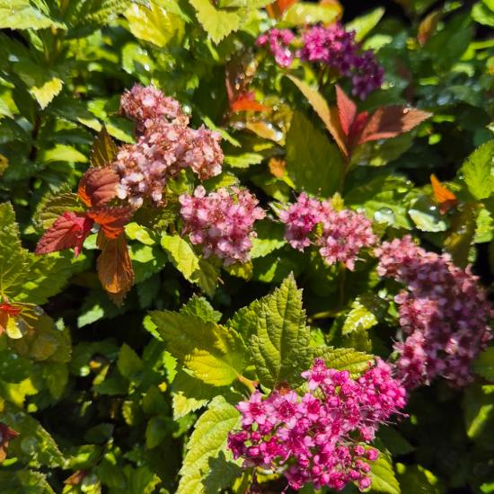 Spiraea japonica 'Magic Carpet' - Jap�n gy�ngyvessz� 2 liter