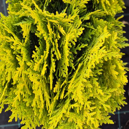 Thuja occidentalis ‘Danica Gold’ - Aranysrga lomb trpe tuja 2 liter