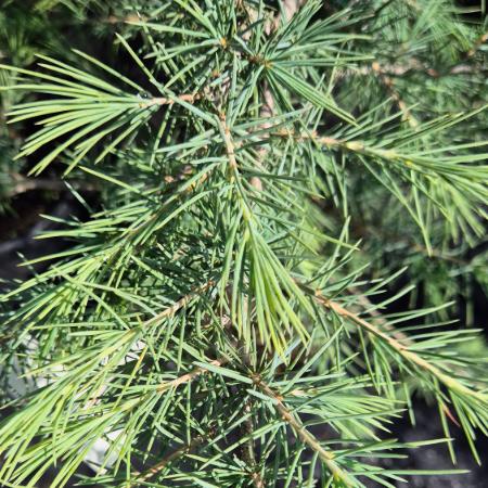 Cedrus deodara - Himaljai cdrus 5 liter