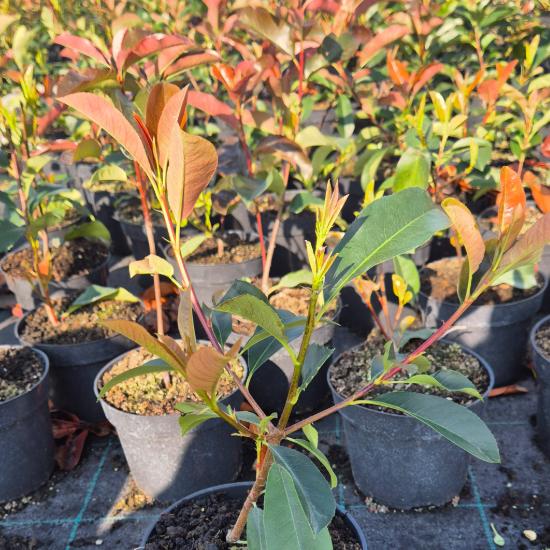 Photinia x fraseri 'Camilvy' - Korallberkenye 2 liter