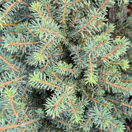 Picea omorika 'Karel' – Trpe szerb lucfeny 2 liter