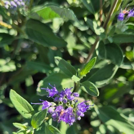 Caryopteris x clandonensis 'Heavenly Blue' - Angol kkszakll 2 liter